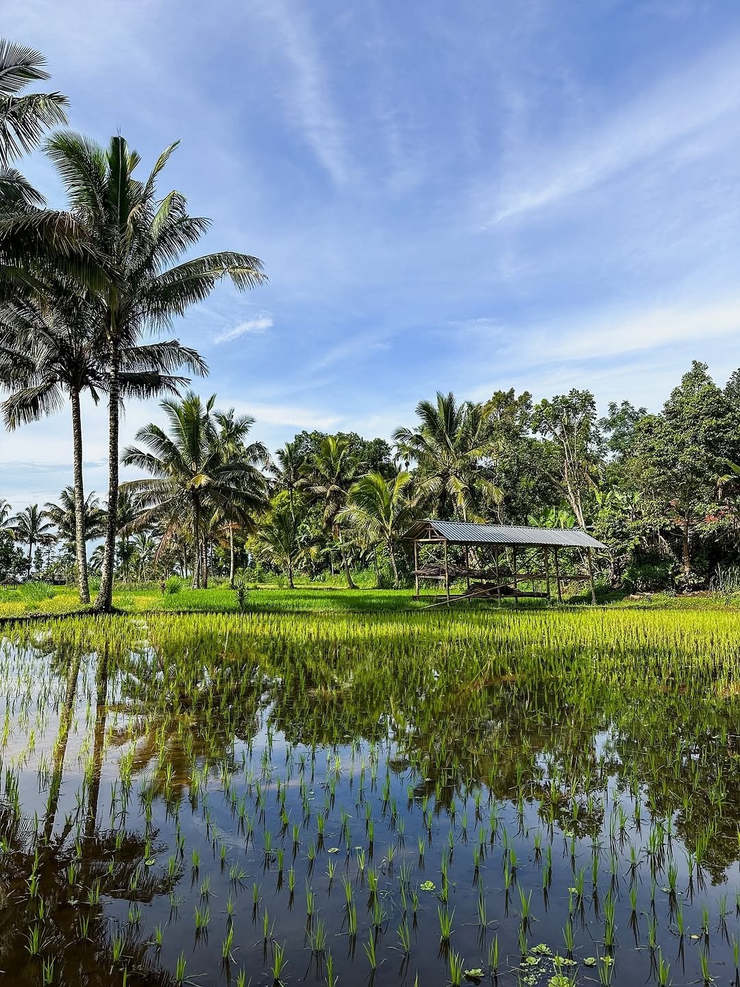 Tetebatu walking Tour: Ricefield, Waterfall, Monkey Forest.