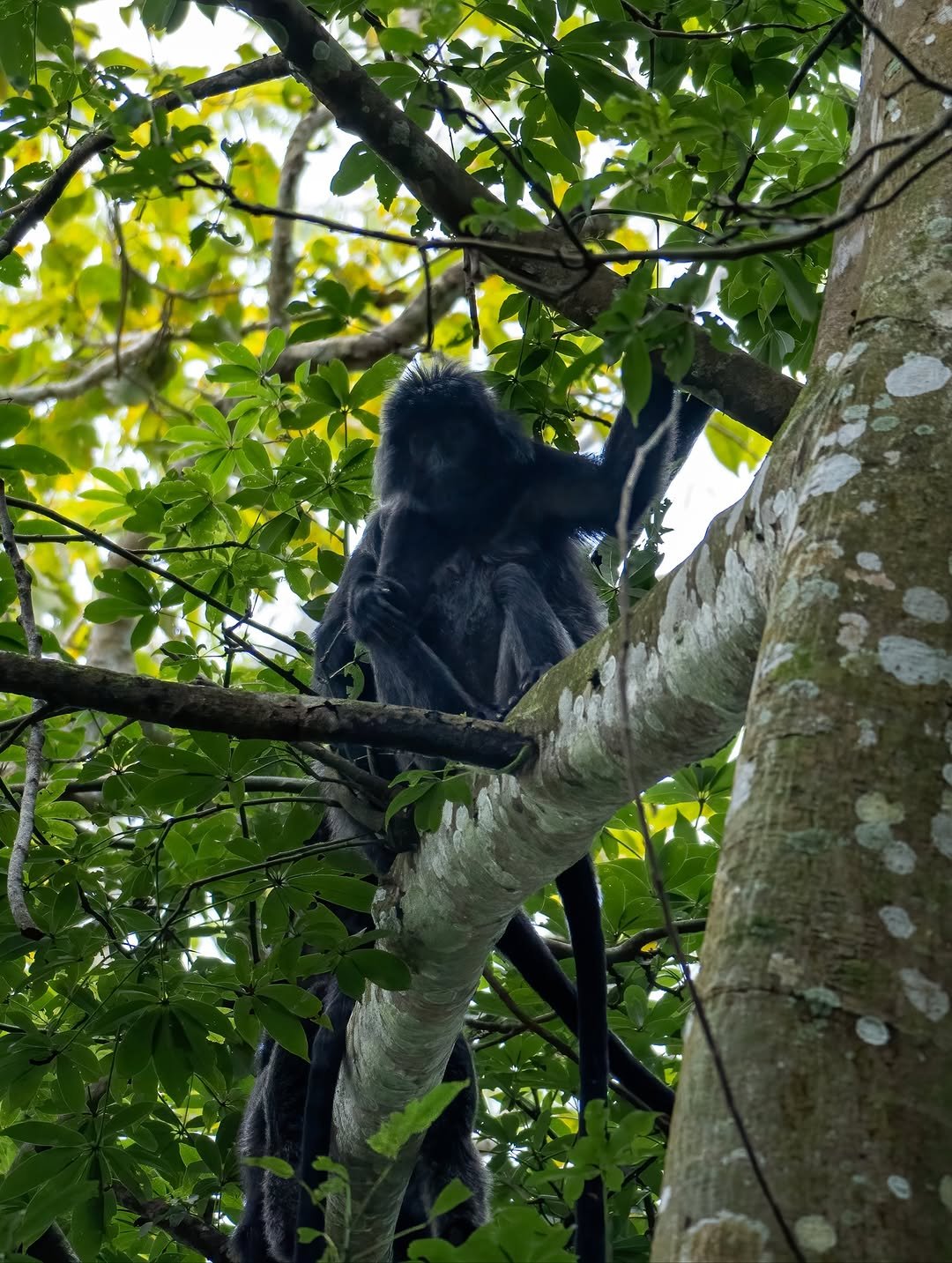 Tetebatu walking Tour: Ricefield, Waterfall, Monkey Forest. - Experience in Lombok, Indonesia 4