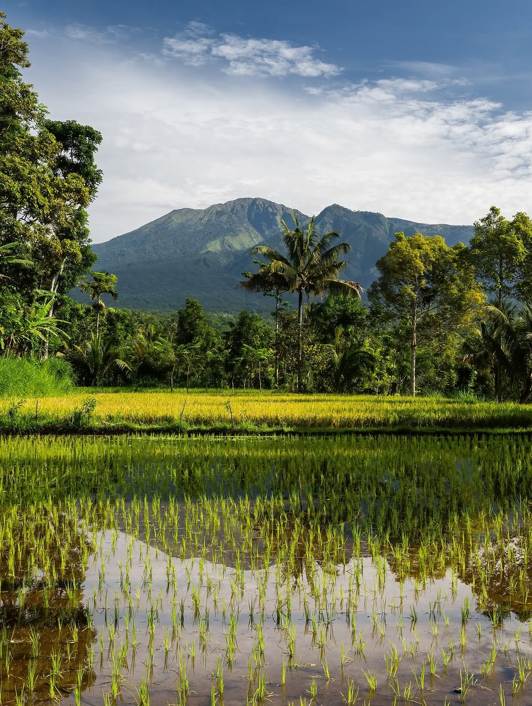 Tetebatu walking Tour: Ricefield, Waterfall, Monkey Forest. - Experience in Lombok, Indonesia 5