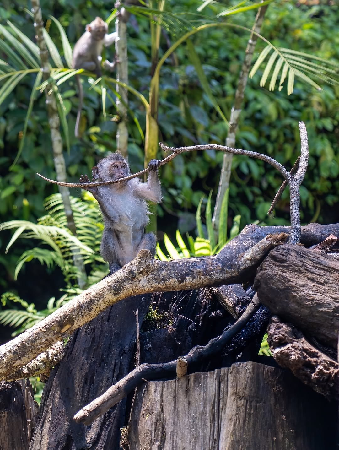 Tetebatu walking Tour: Ricefield, Waterfall, Monkey Forest. - Experience in Lombok, Indonesia 6
