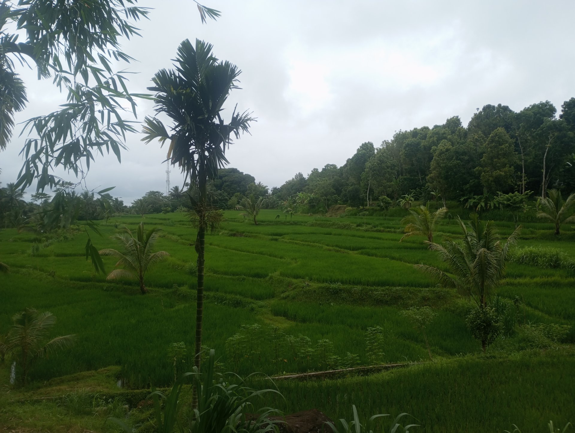 Tetebatu walking Tour: Ricefield, Waterfall, Monkey Forest. - Experience in Lombok, Indonesia 8