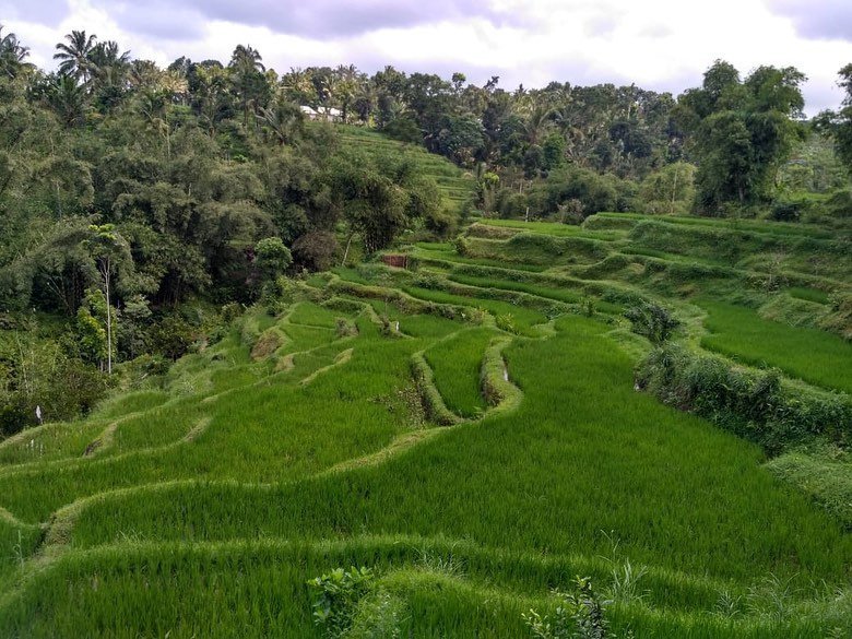 Tetebatu walking Tour: Ricefield, Waterfall, Monkey Forest. - Experience in Lombok, Indonesia 10